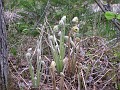 Mackinaw Island Area May 2008 1066